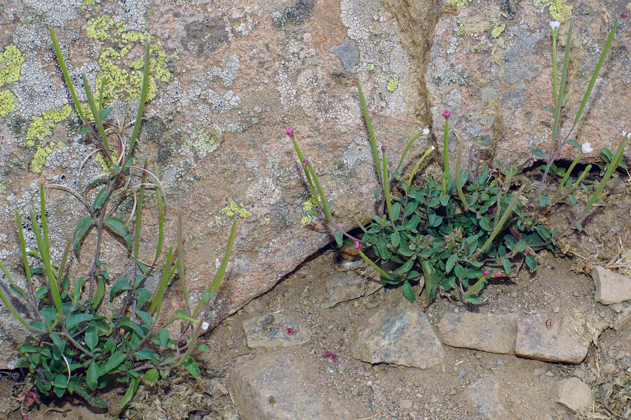 Epilobium collinum / Epilobio di collina